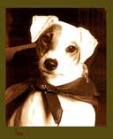 sepia pet portrait
