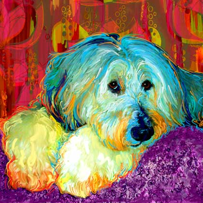 sheep dog