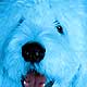 old english sheepdog