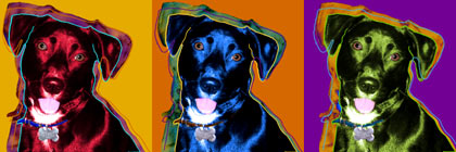 warhol style dog art