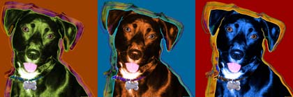 canine art