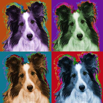 sheltie