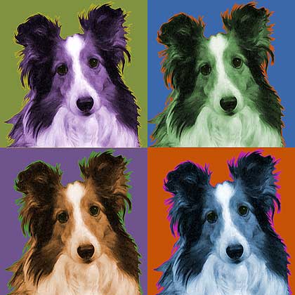 shetland sheepdog