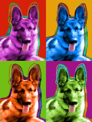 german shepherd