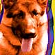 german shepherd portrait