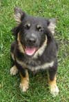 shepherd picture