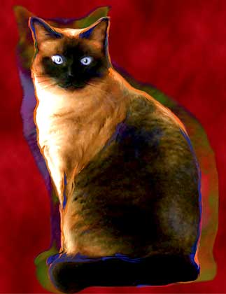 siamese cat art