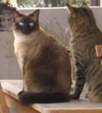 siamese cat picture