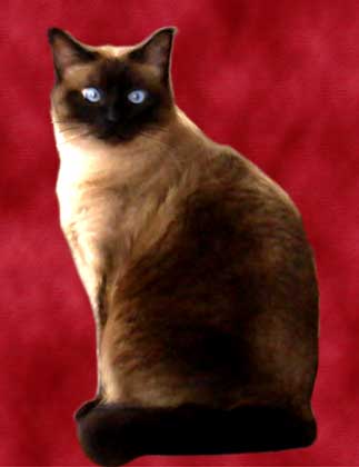 siamese cat art