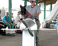 Scottish Terrier Pictures