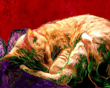 sleeping cat