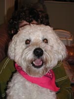 soft coated wheaten terrier picture