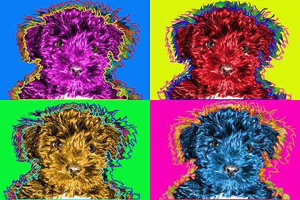 schnoodle art