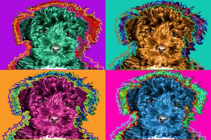 schnoodle art