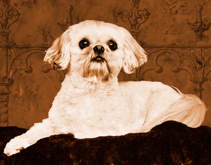 white dog art