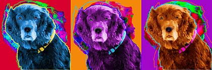 boykin spaniel