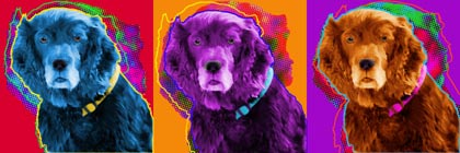 boykin spaniel