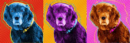 boykin spaniel