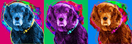 boykin spaniel