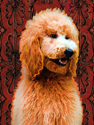 apricot poodle
