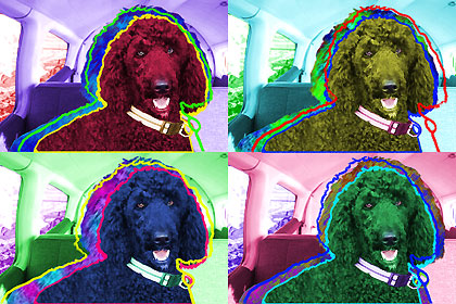 poodle
