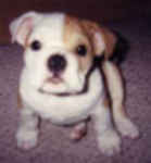 bulldog puppy picture