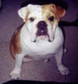 bulldog photo