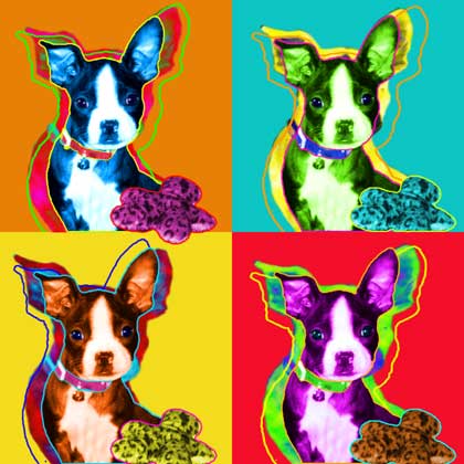 boston terrier