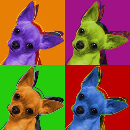 chihuahua