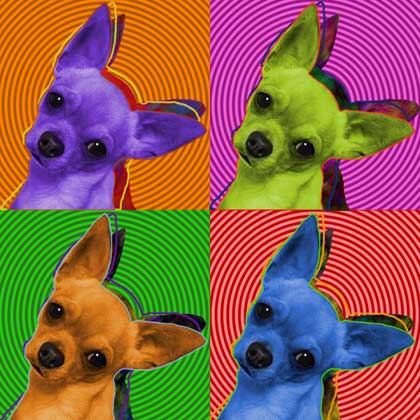 chihuahua art