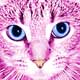 tabby cats