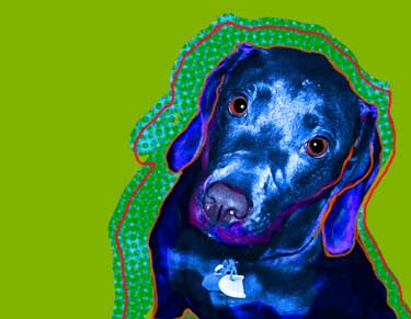 blacl lab picture