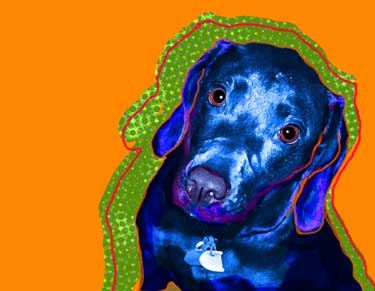 black lab picture