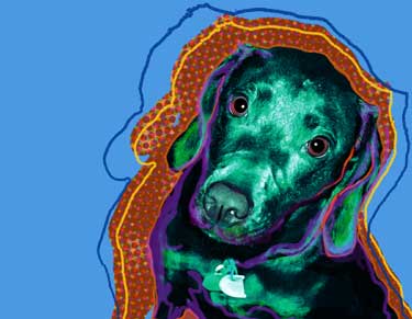 black lab picture