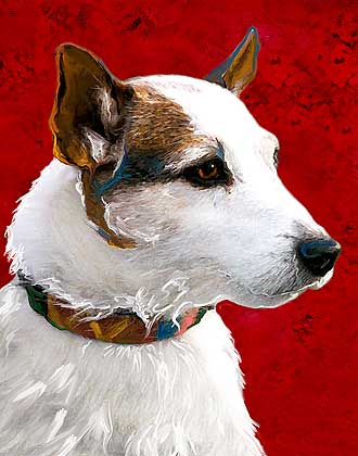 jack russell terrier