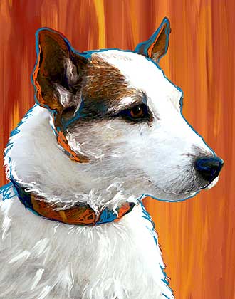 jack russell terrier