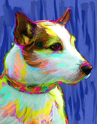 jack russell terriers