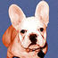 art paws French Bulldog