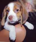 beagle