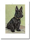 scottie postcard  card