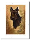noble scottish terrier