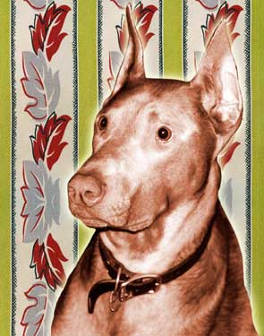vintage doberman