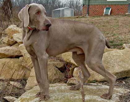 weimaraner photo