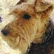 welsh terrier art