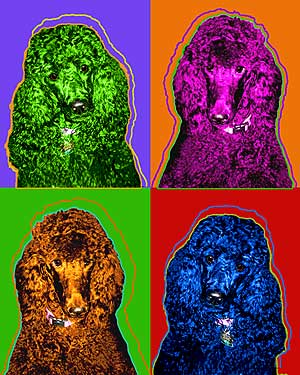 Poodles