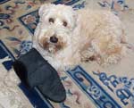 wheaten terrier picture