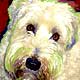 wheaten terrier