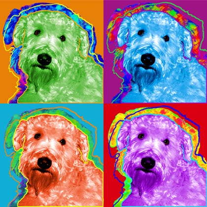 wheaten terrier
