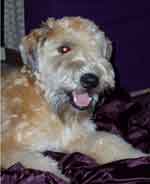 wheaten terrier
