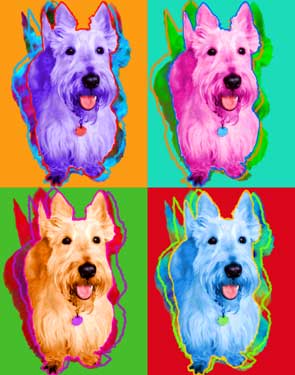 wheaten Scottie dog